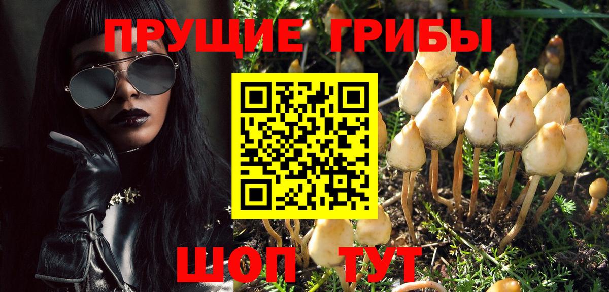 Псилоцибиновые грибы Psilocybine cubensis Кызыл